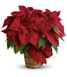 Red Poinsettia from Brennan's Florist and Fine Gifts in Jersey City